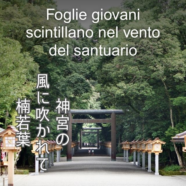 Foglie giovani scintillano nel vento del santuario神宮の風に吹かれて楠若葉